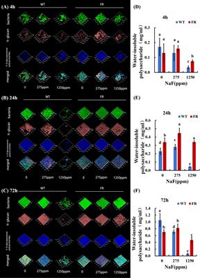 Ecological influence by colonization of fluoride-resistant Streptococcus mutans in oral biofilm